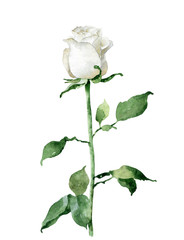 Single white rose isolated on white background - 196030653