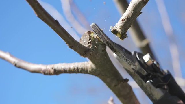 Pruning branches of trees in spring, slow motion