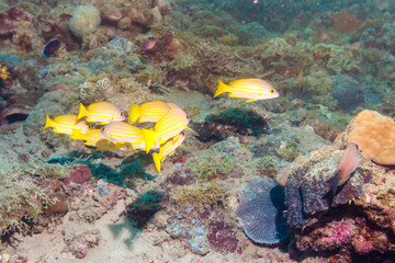 Naklejka na ściany i meble A flock of yellow-white fish on the coral ocean floor. The Island Of Mindoro. Philippines.