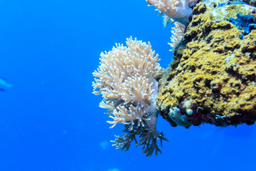 White coral on a reef of the red sea.