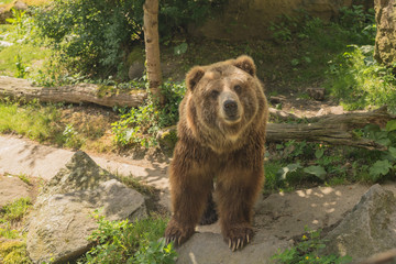 Fototapeta premium Grizzly bear
