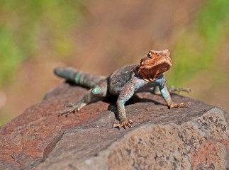 African Rainbow Lizard from the Masai Mara in Kenya, Africa.