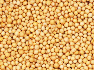 Mustard seeds for a food and drink concept.