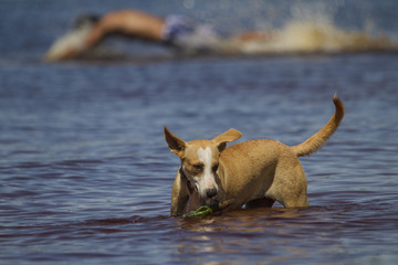 Dog playing while man take a dip in the background 'São Gabriel da Cachoeira' city, Amazon / Brazil