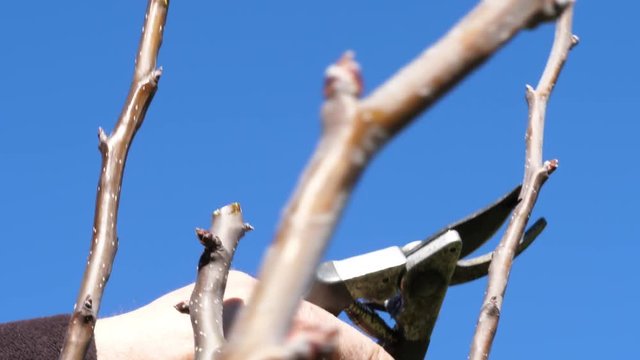 Pruning fruit tree branch in springtime