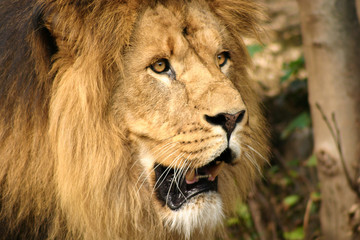 Lion, head shot of an male adult Lion