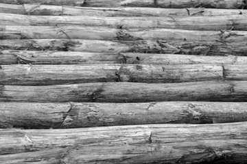 fond bois de choka, troncs d'agave en noir et blanc