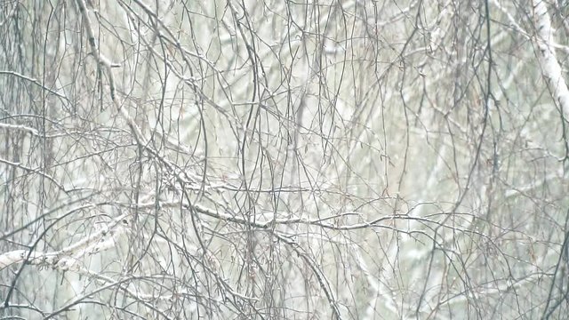 Snowfall in the branches. Slow motion