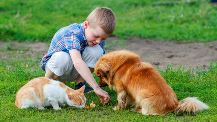 boy in a plaid shirt feeding the cat and dog in the yard