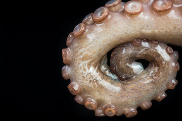Octopus tentacles closeup detail view