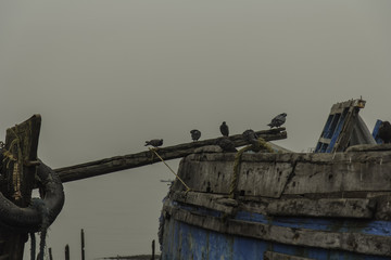 pigeons by the boat
