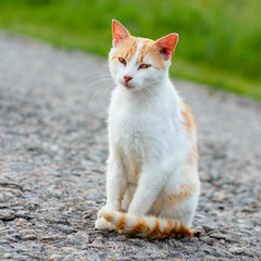 Homeless red cat sitting on the warm asphalt road. A stray cat looking at the camera and squinting
