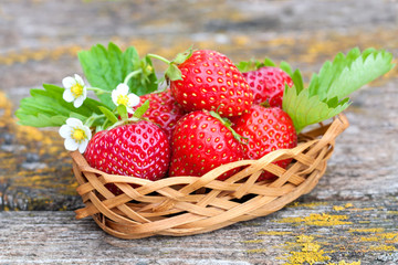 Fresh tasty strawberries with white flowers in a wicker basket on old wood, freshly harvested delicious ripe berries from organic field
