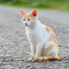 Homeless red cat sitting on the warm asphalt road. Stray cat screwed up his eyes. Sunset