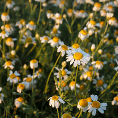 Wild chamomile flowers on a field. Flower texture. Sunset