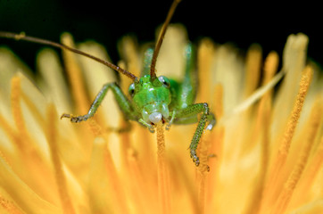 Super Macro World