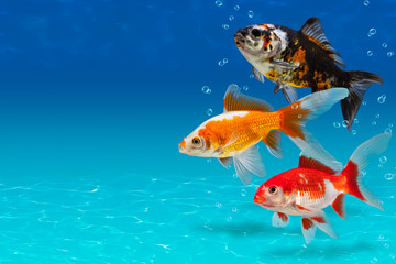 Underwater scene with three colorful fishes and bubbles, collage with aquarium goldfish on turquose...