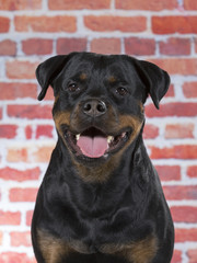 Rottweiler dog portrait. Image taken in a studio.