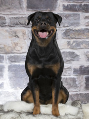 Obraz premium Rottweiler dog portrait. Image taken in a studio.