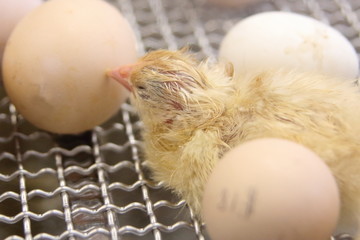 生まれたてのひよこ © かつま