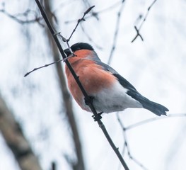 The red-bellied bullfinch