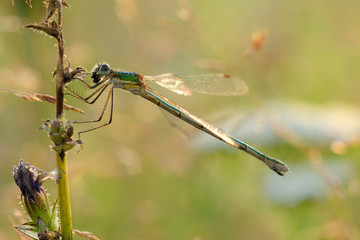 Dragonfly Southern Arrow (Latin Coenagrion Mercuriale). Shallow Depth Of Field.