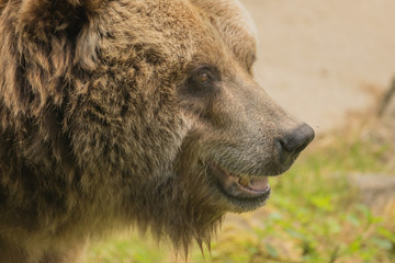 Fototapeta premium Grizzly bear
