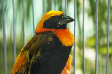 Bright bird with black and orange plumage