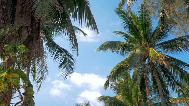 2 in 1 video. Palm trees blowing in the wind
