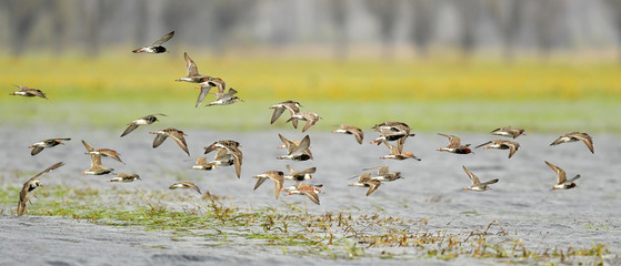 ein Schwarm Kampfläuferin der polnischen Steppe