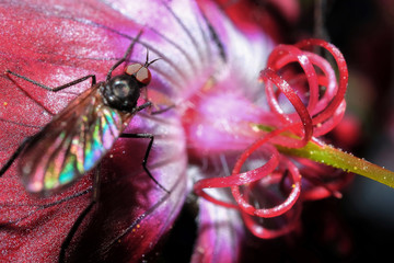 Super Macro World