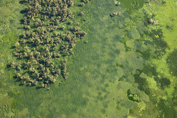 Top view of meadow in marshy in summer