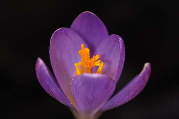 first flower of the year