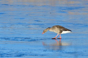 Graugänse laufen im winter über das Eis