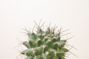 Naklejka na ściany i meble green cactus plant