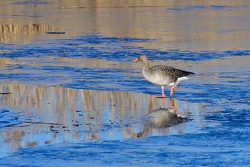 Graugänse laufen im winter über das Eis