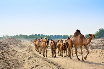 camels