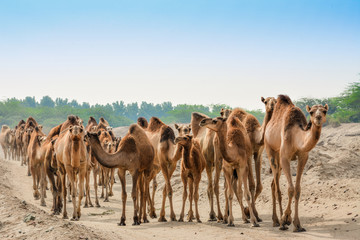 camels