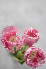 Pink fresh tulips on gray background.