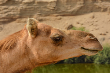 camel