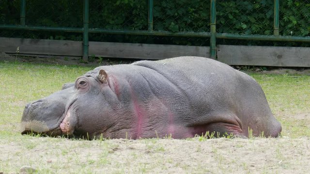 Hippopotamus rests on a hot day at the zoo 002