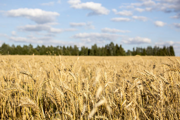 A golden field