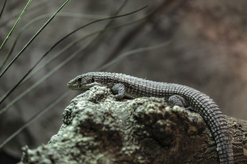 great plated lizard