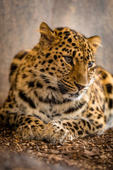 Portrait eines Leoparden