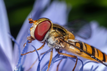 Super Macro World