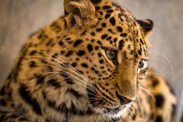 Fototapeta premium Portrait eines Leoparden