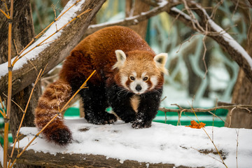 Roter Panda steht auf einem schneebedeckten Ast