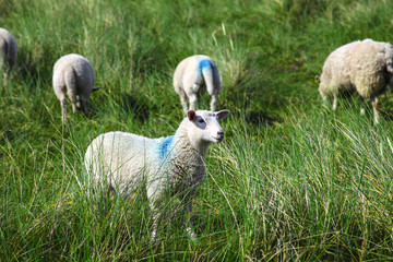 Naklejka na ściany i meble Young sheep in the grass meadow in Ireland