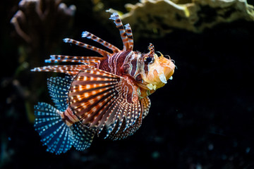 Bunter Feuerfisch mit Korallen im Hintergrund