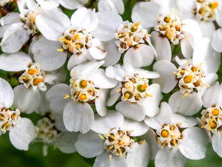 Naklejka na ściany i meble Common Yarrow (Achillea millefolium)